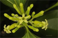 Strychnos nux-vomica